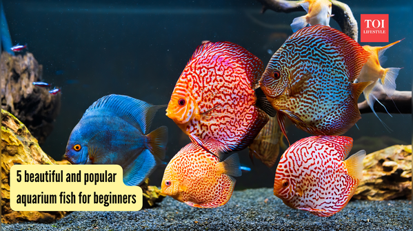 5 beautiful and popular aquarium fish for beginners