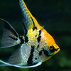 Angel fish