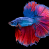 Betta fish