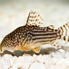 Cory catfish