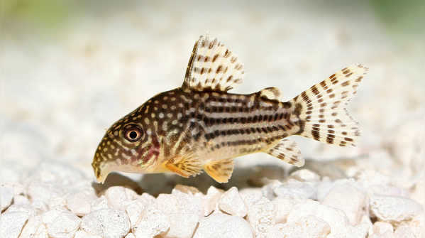 Cory catfish