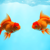 Common goldfish