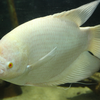 Gourami
