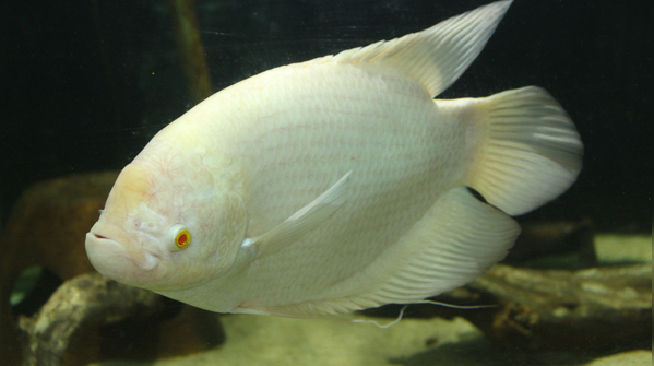 Gourami