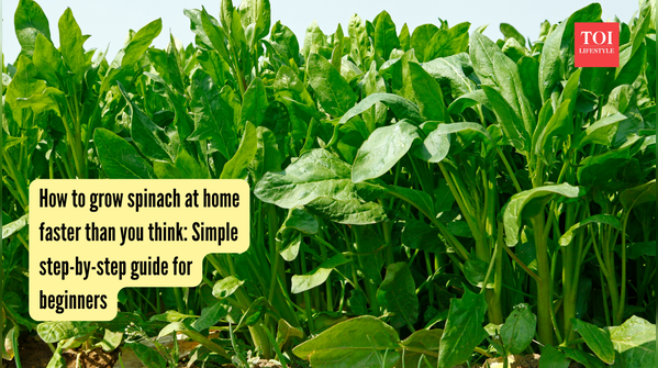 How to grow spinach at home faster than you think Simple step-by-step guide for beginners