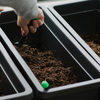 Prepare the soil