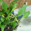 Thin out the seedlings