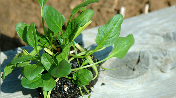 Thin out the seedlings