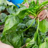 Harvest outer leaves