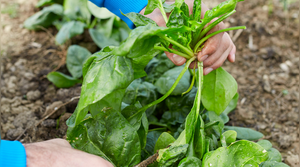 Harvest outer leaves