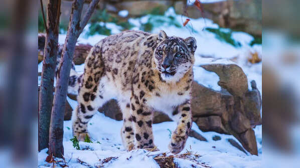 Hemis National Park (Ladakh)