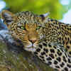 Pench National Park, Madhya Pradesh