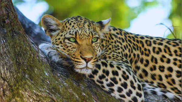 Pench National Park, Madhya Pradesh