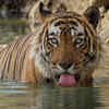 Kanha National Park, Madhya Pradesh