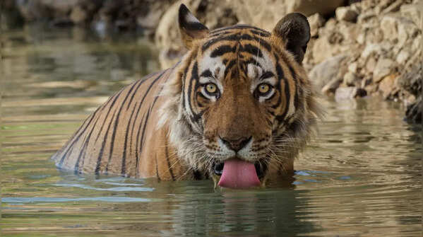 Kanha National Park, Madhya Pradesh