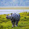 Article image for: Kaziranga National Park, Assam