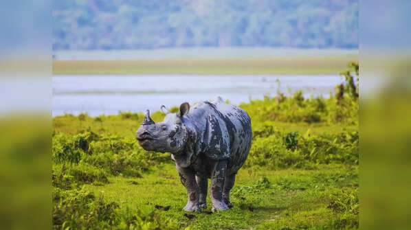 Kaziranga National Park, Assam