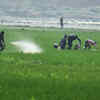 Article image for: Krishna, Kakinada chosen for pilot fertiliser distribution app