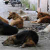 Article image for: Birth control remains effective plan to check stray dog menace