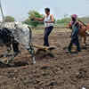 Article image for: Diesel shortage puts brakes on tractor operations, Marathwada farmers forced back to oxen for ploughing as kharif clock ticks