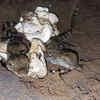 Article image for: Kolhapur forest department succeeds in hatching 9 crocodile eggs in natural habitat