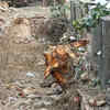 Article image for: Forest dept to probe ‘illegal’ felling of trees in Shalimar Bagh
