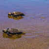 Article image for: South Goa logs over 6k olive ridley eggs, half of last season