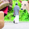 Article image for: 29 aggressive strays tested for rabies in Ahmedabad, none test positive: AMC