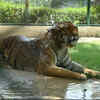 Article image for: Spl measures at Etawah Safari Park, Kanpur Zoo to protect animals from extreme heat