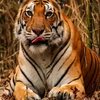 Article image for: 100+ tigers at Kanha underbio-watch after virus kills 6