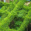 Article image for: Dense and overgrown plants with poor airflow