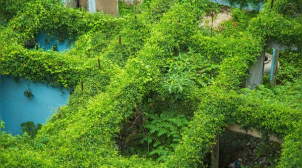 Dense and overgrown plants with poor airflow