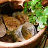 Article image for: Accumulation of water under plant pots