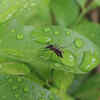 The monsoon gardening mistakes attracting mosquitoes to Indian <i class="tbold">home</i>s