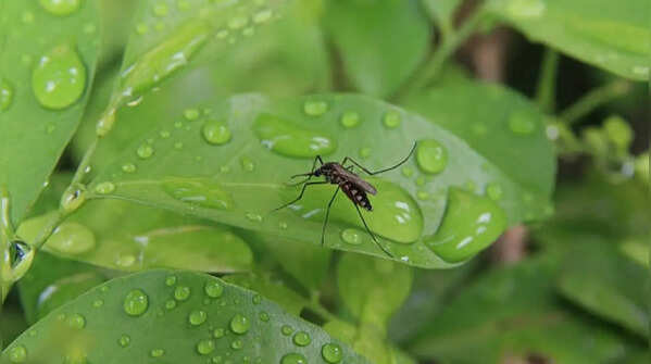The monsoon gardening mistakes attracting mosquitoes to Indian homes