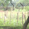 Article image for: India-Bangladesh border fencing work begins in West Bengal's Siliguri after land transfer to BSF