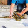 Anacondas kill with constriction but not bone-crushing