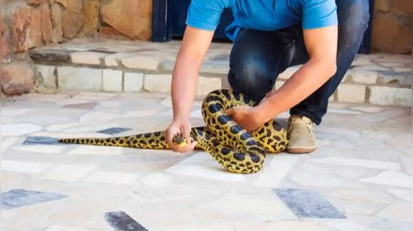 Anacondas kill with constriction but not bone-crushing