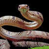 Article image for: West Bengal