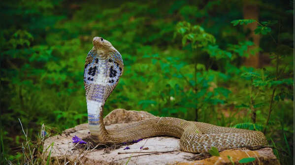 Karnataka