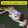 Article image for: 10 states with highest snake population in India and what every wildlife traveller should know about them