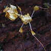Article image for: Devil’s Flower Mantis