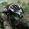 Goliath Beetle