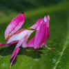 Orchid Mantis