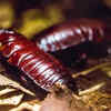 Giant Burrowing Cockroach