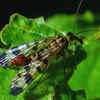 Scorpionfly