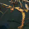 Extatosoma Stick Insect