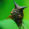 Brazilian Treehopper “Dragon” Species