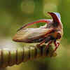 Treehopper