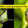Article image for: Most alien-looking insects in the world, and forests where travellers can find them